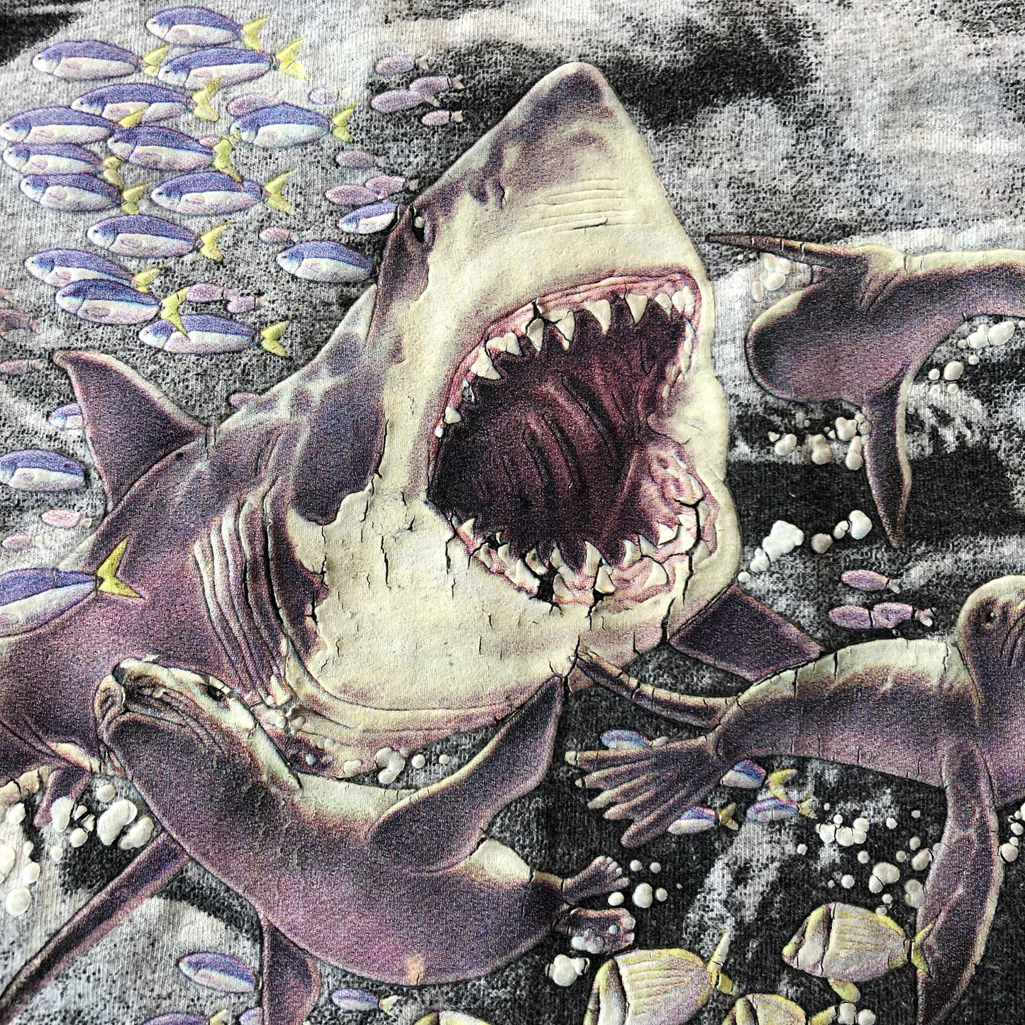 Arli Baja California Sur Meixco Great White Shark S